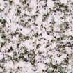 cinzStaEulalia